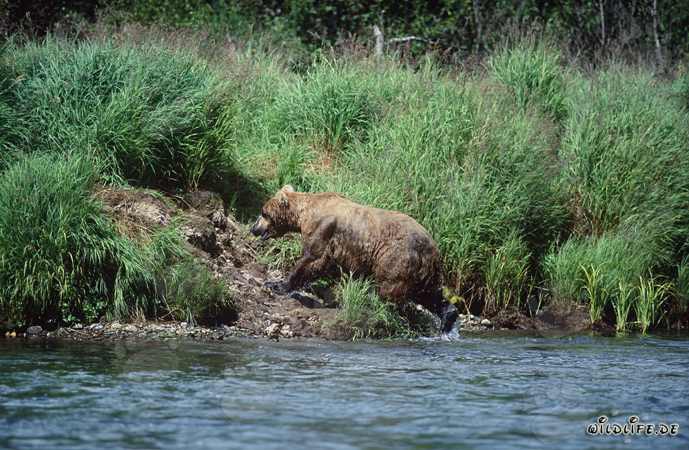 Majestic Brown Bear Fishing for Salmon on the Riverbank in Alaska