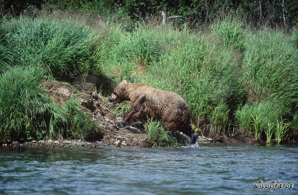 Oso pardo majestuoso pescando salmones en la orilla de un río en Alaska