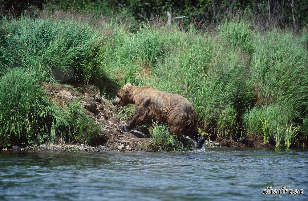 Ours brun majestueux pêchant le saumon sur la rive d'une rivière en Alaska