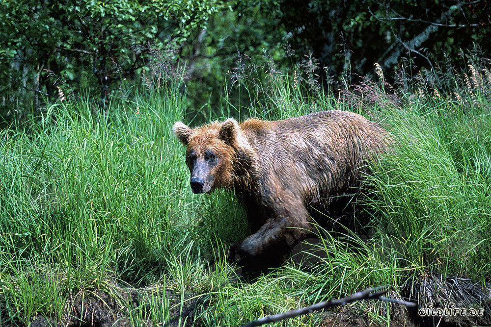 Braunbär kommt aus dem hohen Gras