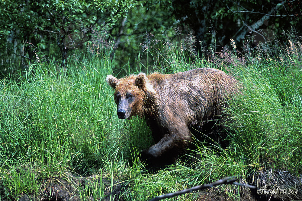 Brown bear comes out of the high grass
