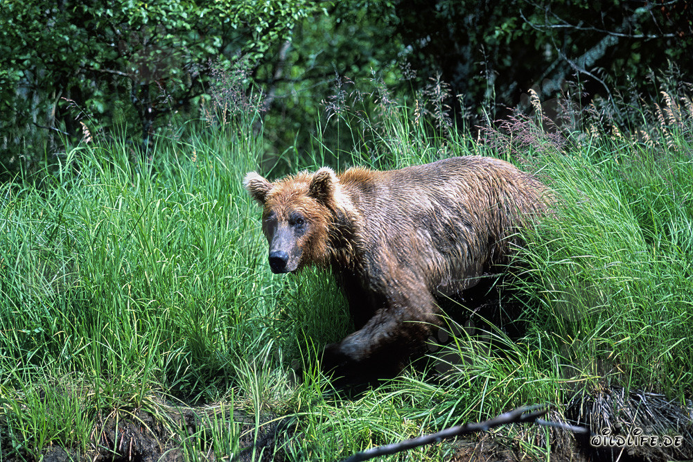 L'orso bruno esce dall'erba alta