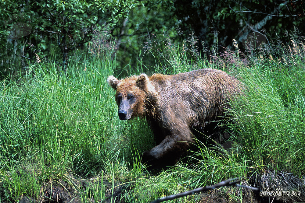 Oso pardo sale de la hierba alta