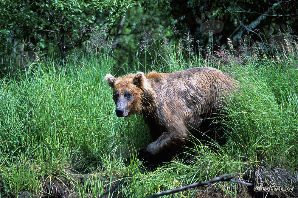 L'ours brun sort de l'herbe haute