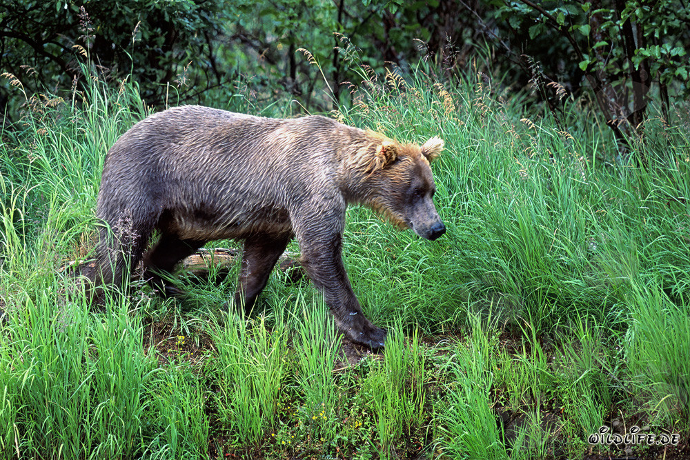 Brown bear taking a stroll along the river bank