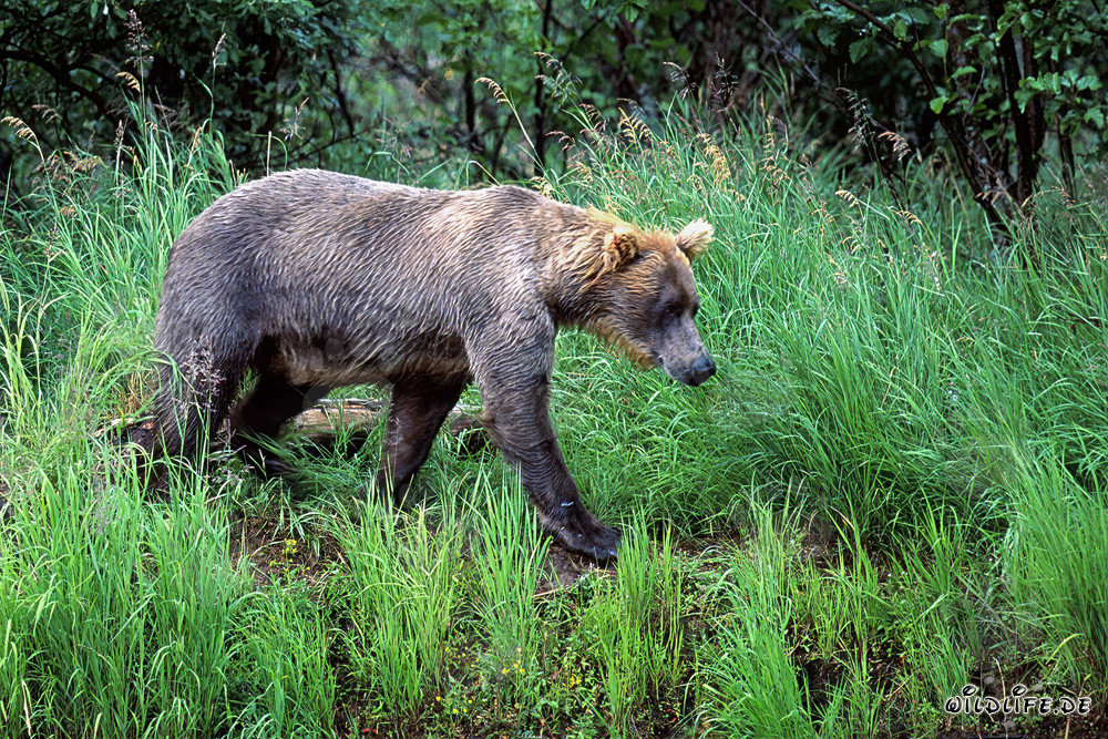 Orso bruno che passeggia lungo la riva del fiume
