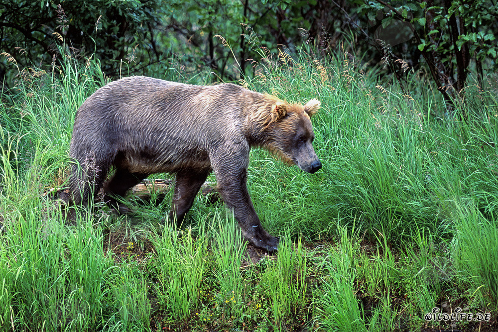 Oso pardo paseando por la orilla del río
