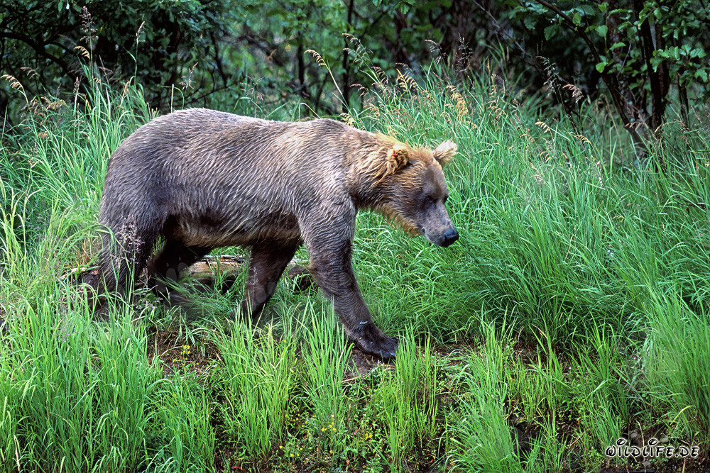 Ours brun se promenant le long de la rive