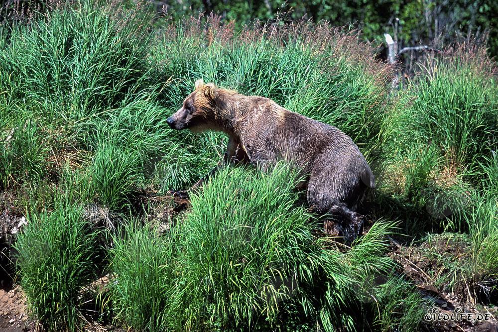 Majestätischer Braunbär im saftigen Gras des Alaskas Katmai Nationalparks