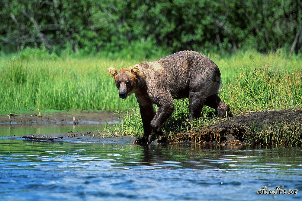 Maestoso orso bruno alla ricerca di salmoni lungo la riva del fiume