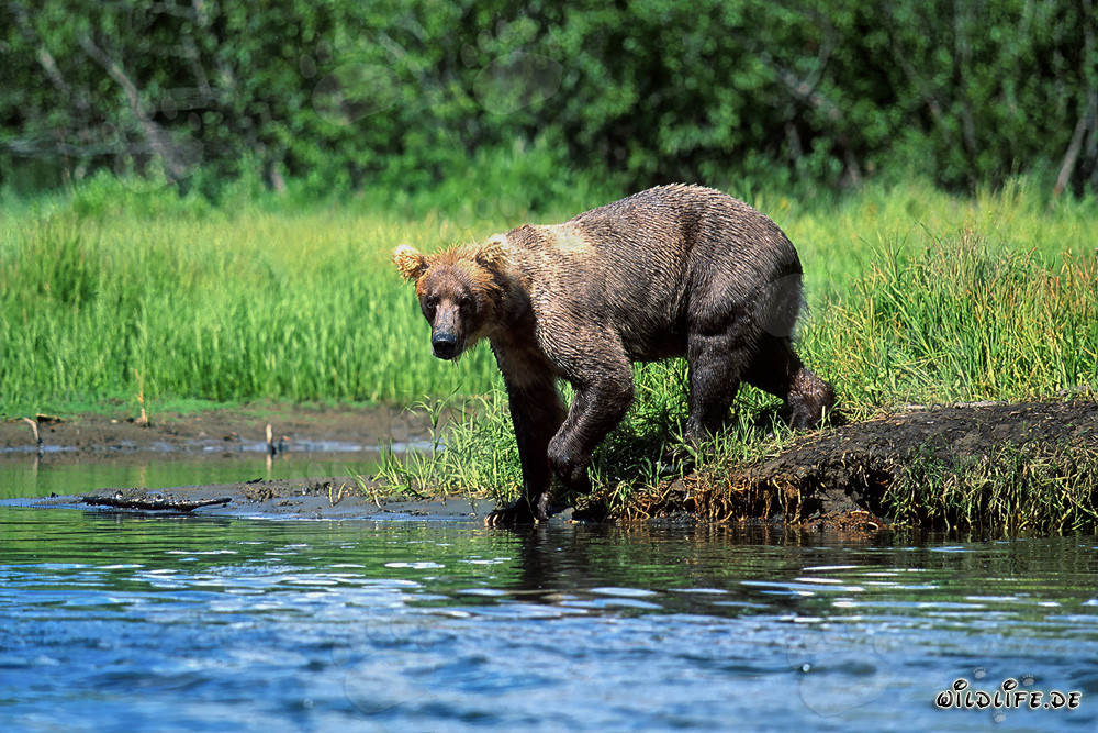 Ours brun majestueux à la recherche de saumons au bord de la rivière