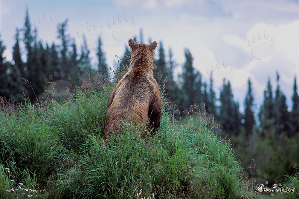 Maestoso orso bruno nella natura selvaggia dell'Alaska