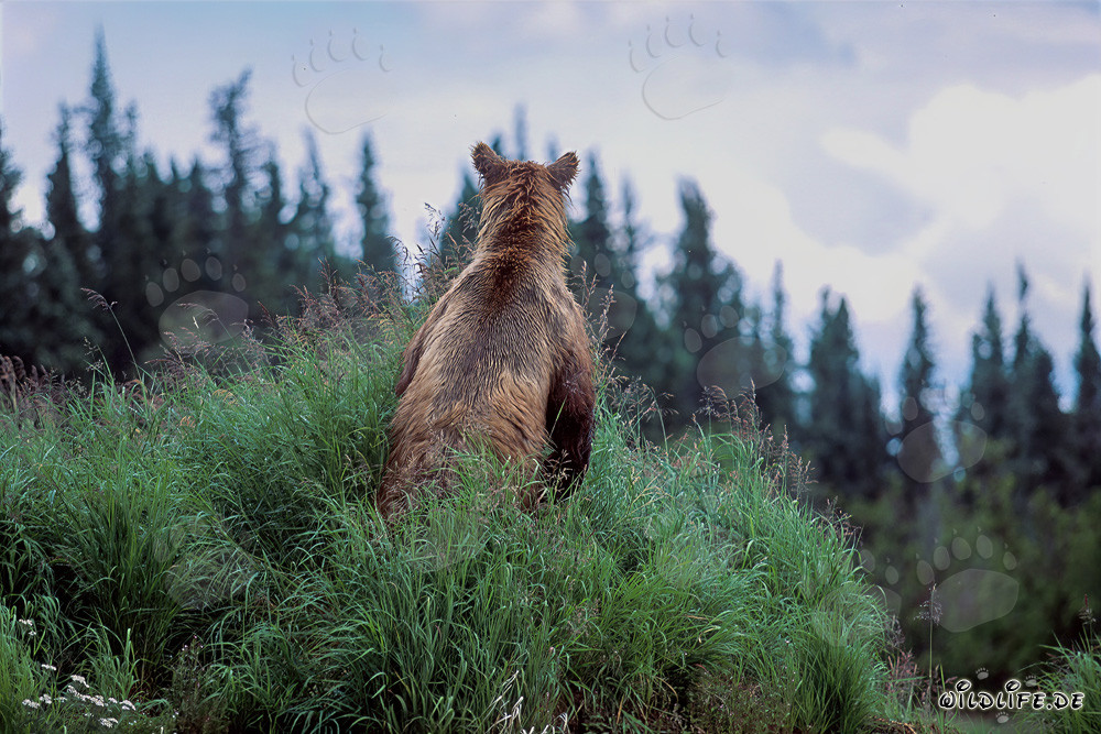 Majestätischer Braunbär in der Wildnis Alaskas