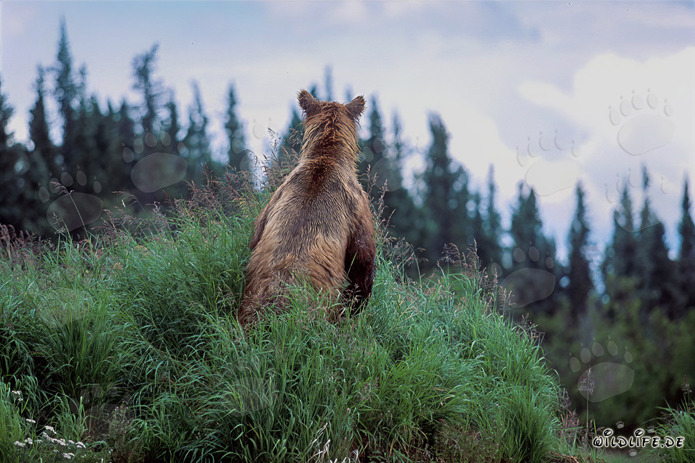 Majestic Brown Bear in the Alaskan Wilderness