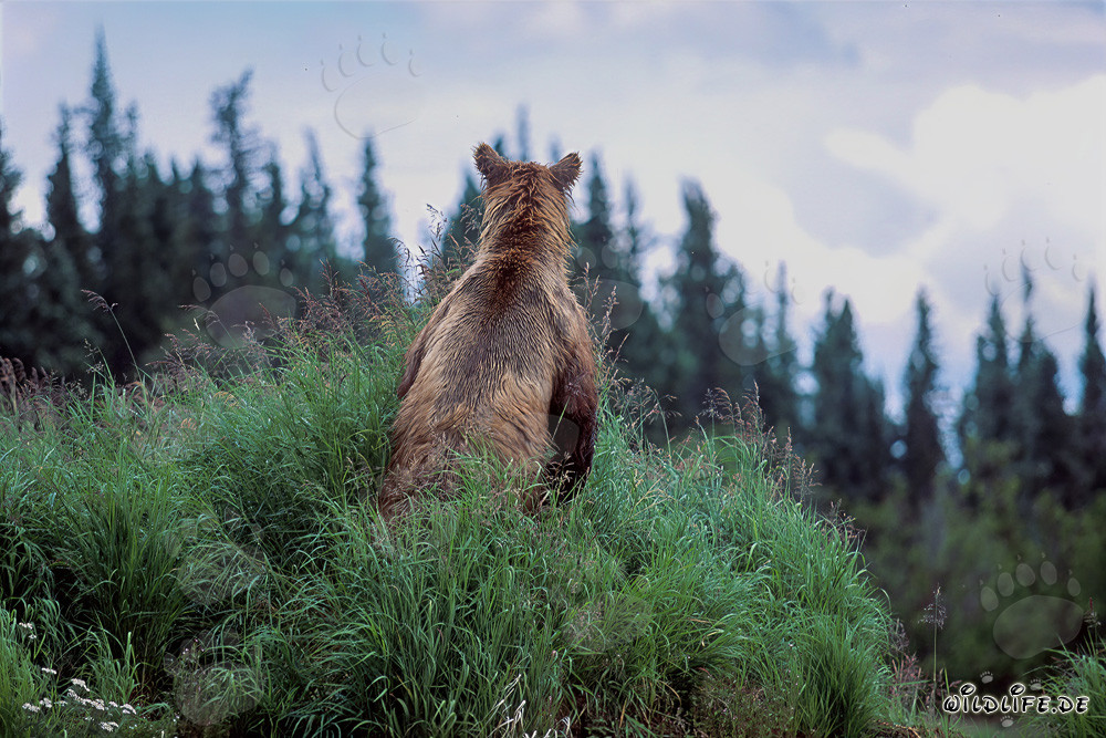 Ours brun majestueux dans la nature sauvage de l'Alaska