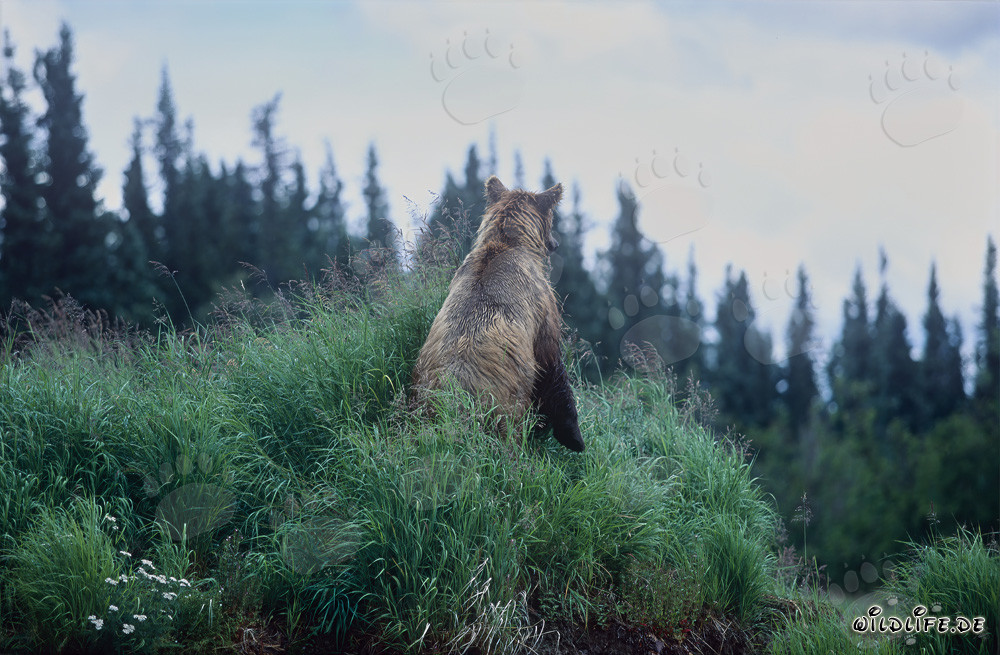 Majestätischer Braunbär beobachtet Lachse am Flussufer