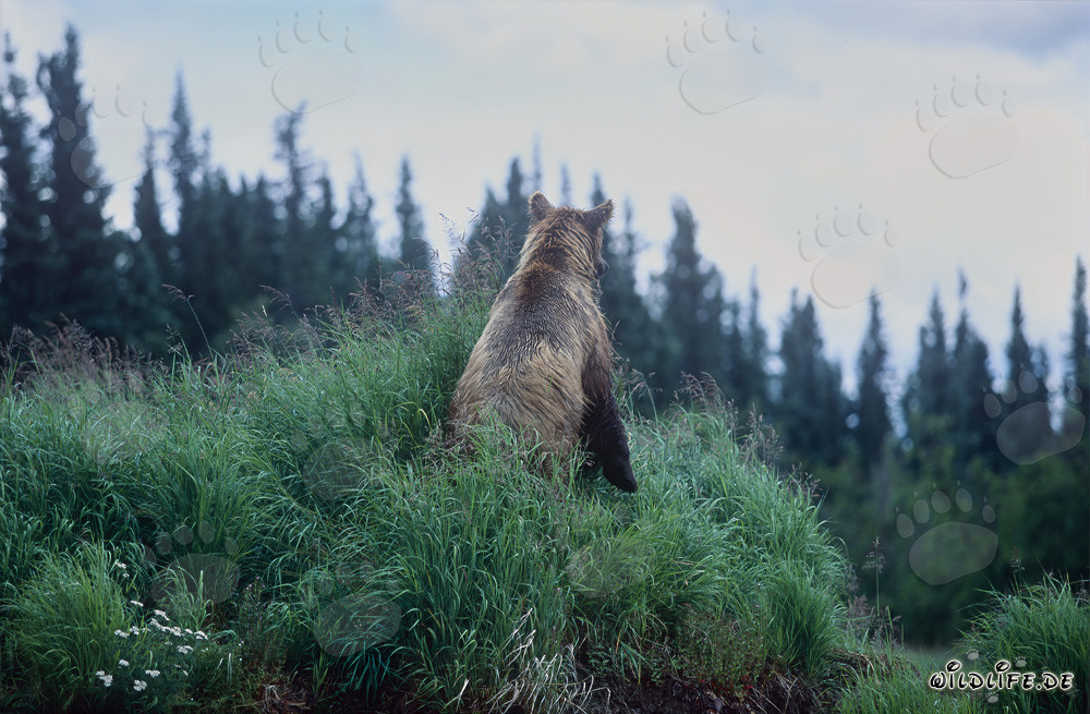 Oso pardo majestuoso observando salmones en la orilla del río
