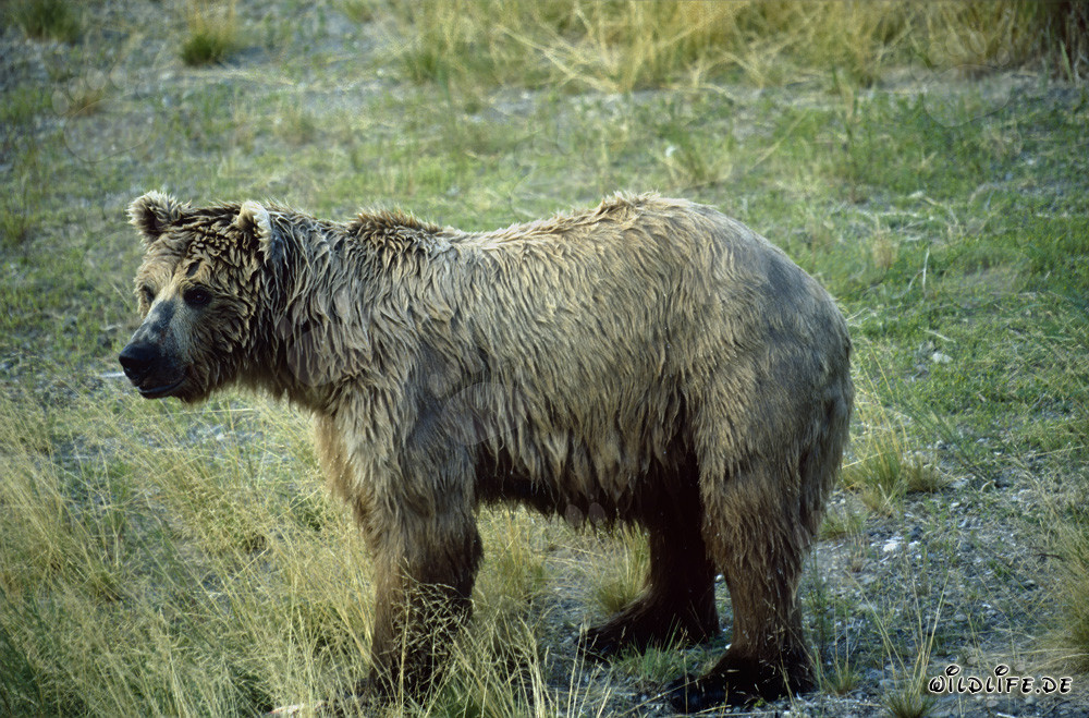 Majestätischer Braunbär am malerischen Flußufer in Alaska