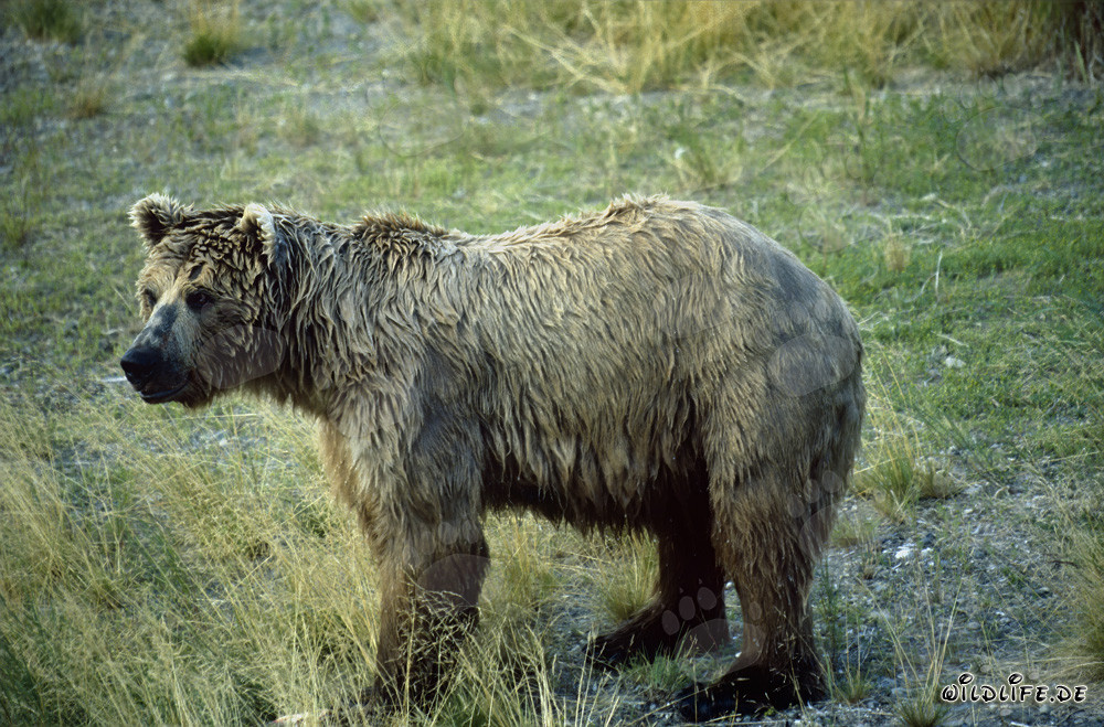 Orso bruno maestoso sul pittoresco litorale in Alaska