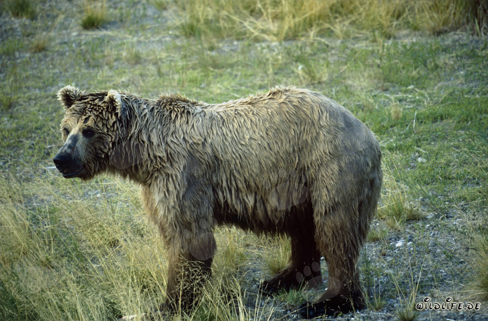Ours brun majestueux au bord pittoresque de la rivière en Alaska