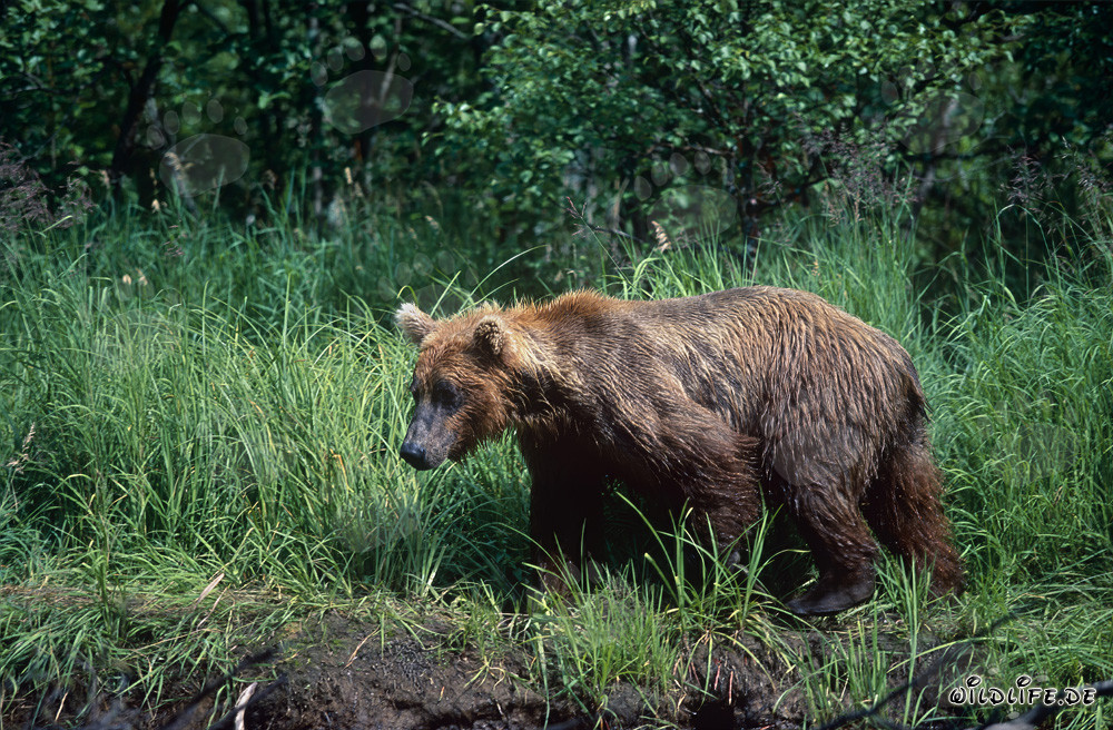 Majestätischer Braunbär im dichten Gras am Ufer eines wilden Flusses