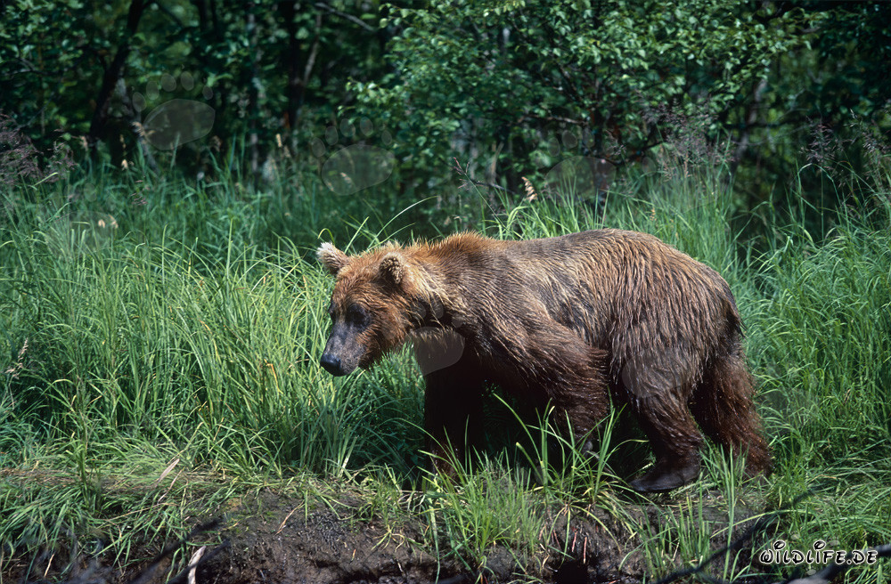 Majestic brown bear in the thick grass on the bank of a wild river