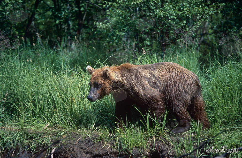 Maestoso orso bruno nell'erba densa sulle rive di un fiume selvaggio