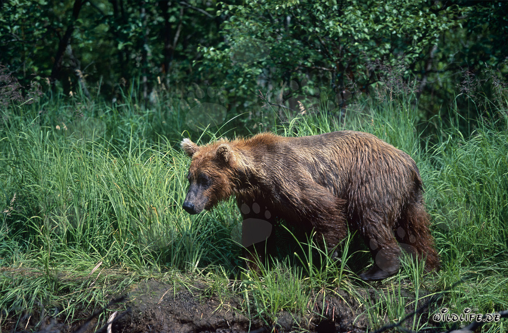 Oso pardo majestuoso en la espesa hierba a orillas de un río salvaje