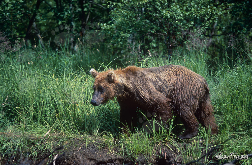 Ours brun majestueux dans l'herbe dense au bord d'une rivière sauvage