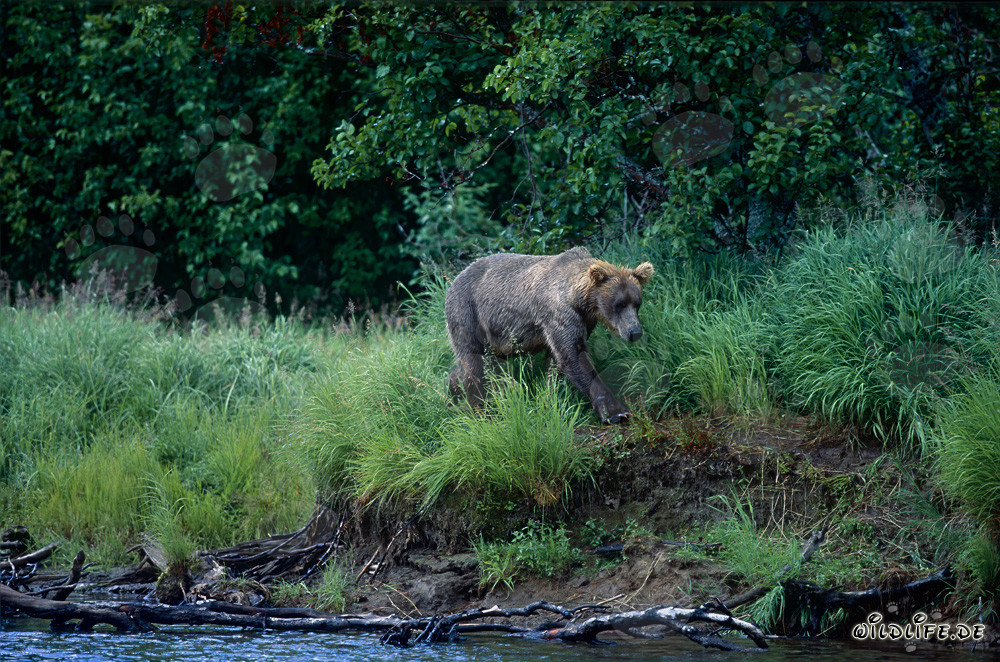 Braunbär beim Lachsfischen an einem malerischen Flussufer in Alaska