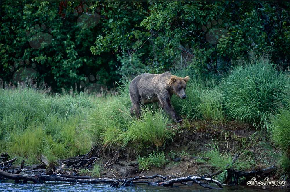 Brown bear fishing for salmon at a picturesque riverbank in Alaska