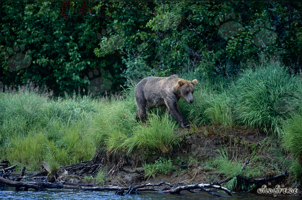 Orso bruno che pesca salmoni su una pittoresca riva in Alaska