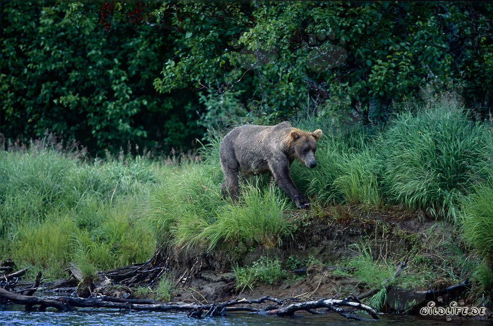 Oso pardo pescando salmones en una pintoresca orilla en Alaska