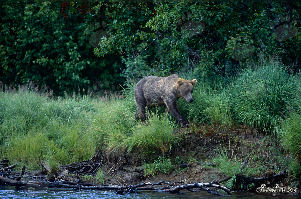 Ours brun pêchant le saumon sur une rive pittoresque en Alaska