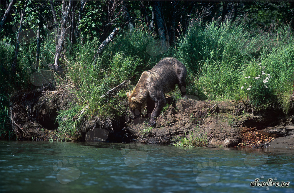 Braunbär auf dem Weg zum Flussufer