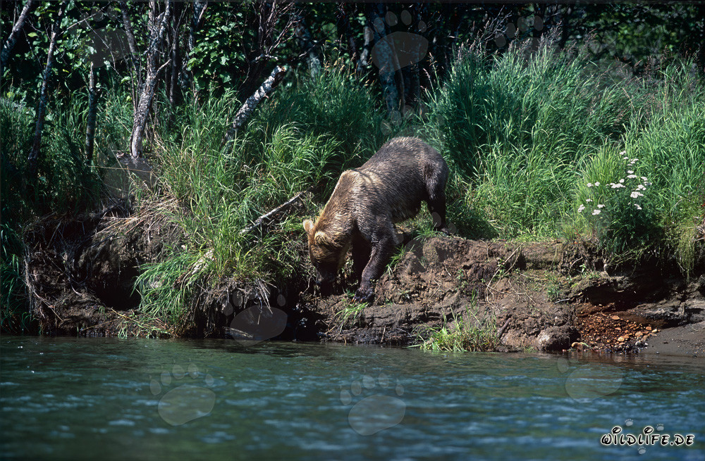 Brown Bear on the Way to the Riverbank