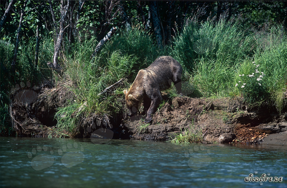 Orso bruno in cammino verso la riva del fiume