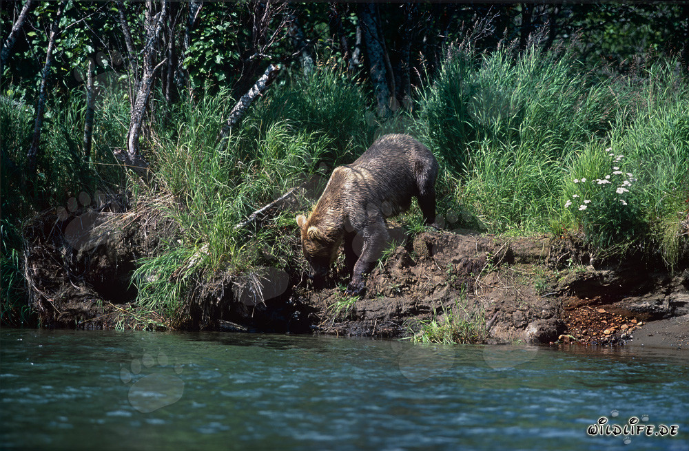 Oso pardo en camino hacia la orilla del río