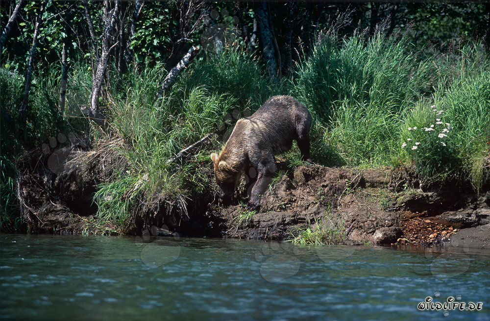 Ours brun en route vers la rive de la rivière