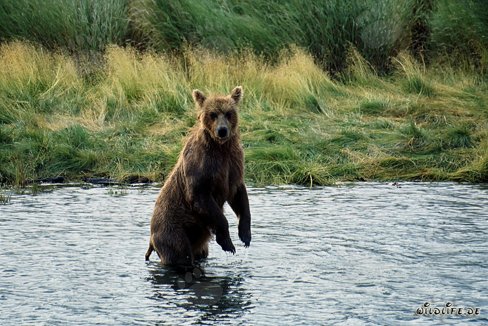 Majestätischer Braunbär in der Wildnis Alaskas