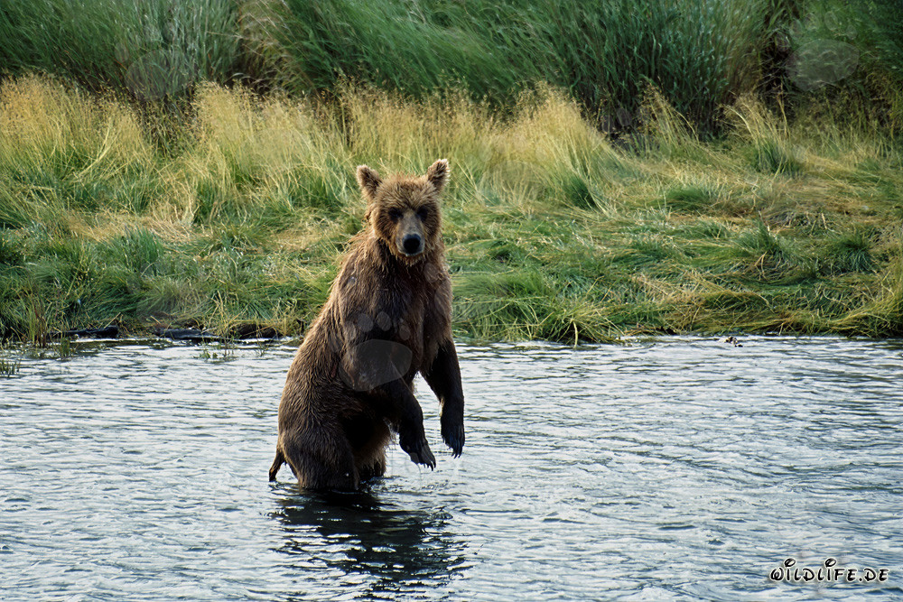Majestic brown bear in the wilderness of Alaska
