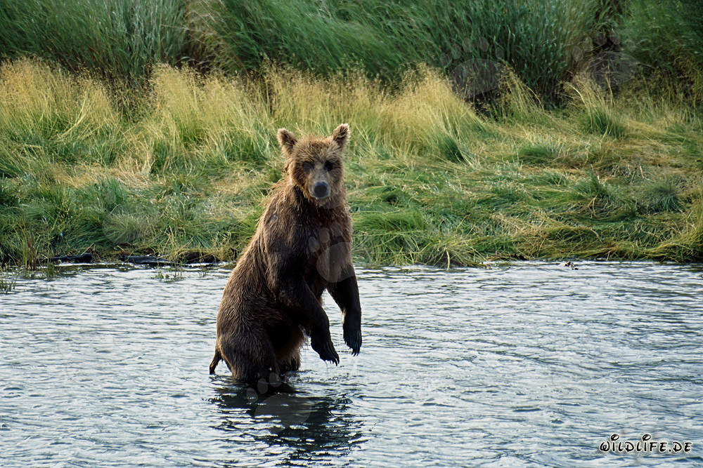 Maestoso orso bruno nella natura selvaggia dell'Alaska