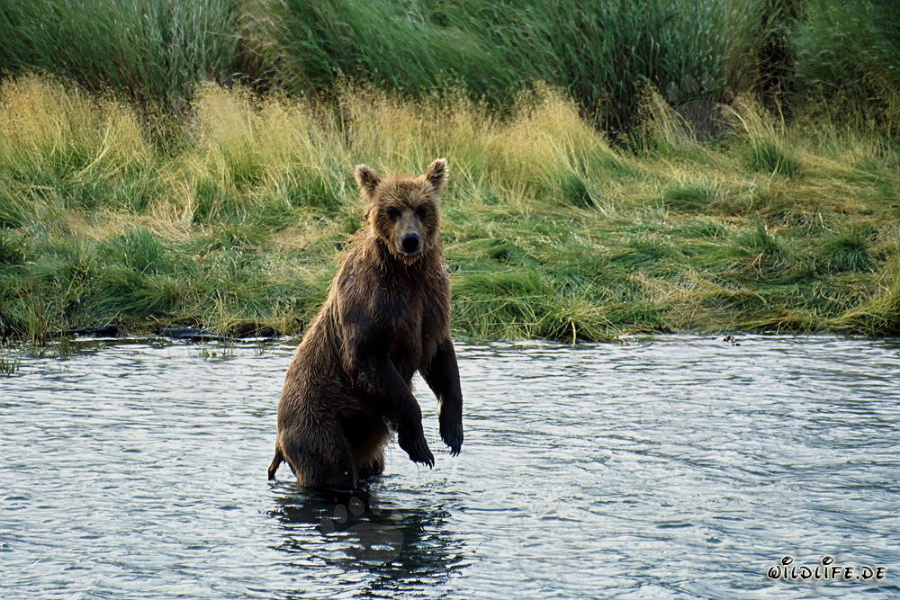 Oso pardo majestuoso en la naturaleza salvaje de Alaska