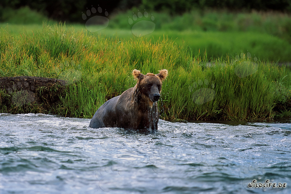 Braunbär beim Lachsfischen im wilden Katmai-Nationalpark in Alaska