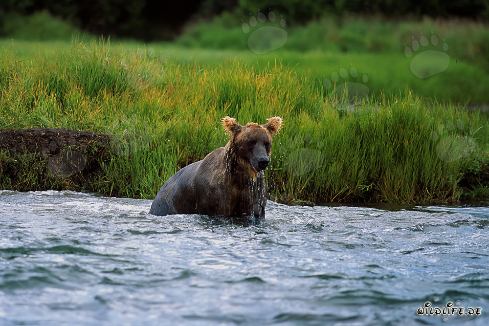 Orso bruno che pesca salmoni nel selvaggio Parco nazionale di Katmai in Alaska