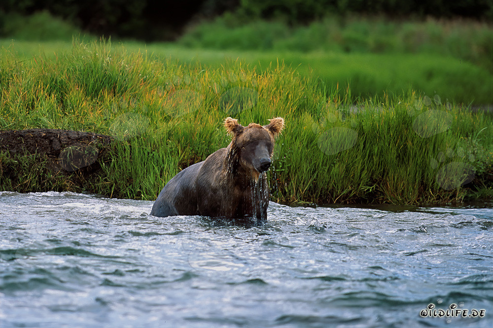 Oso pardo pescando salmones en el salvaje Parque Nacional de Katmai en Alaska