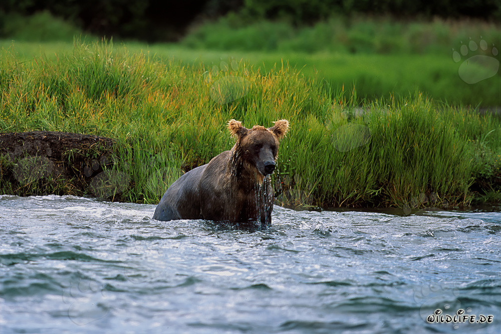 Ours brun pêchant le saumon dans le sauvage Parc national de Katmai en Alaska