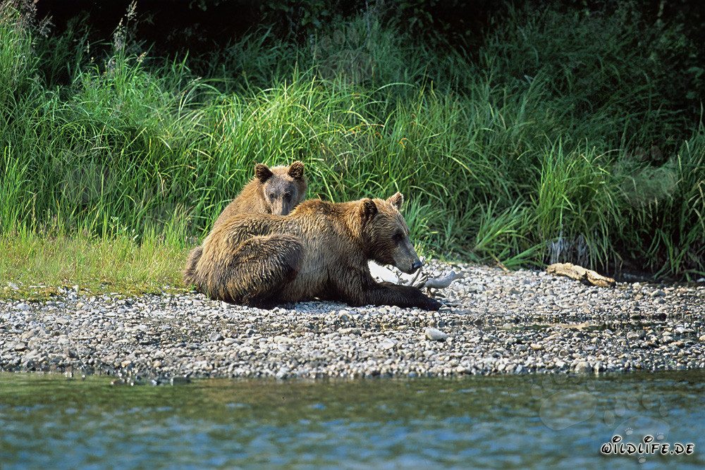 Two majestic brown bears relaxing on the picturesque riverbank