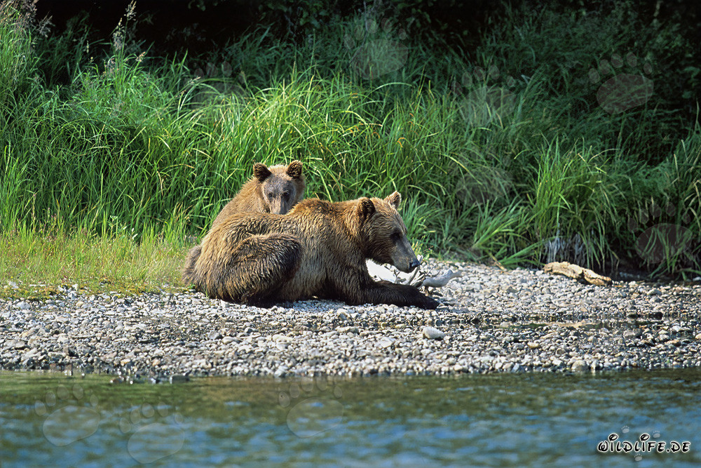 Deux majestueux ours bruns se détendent au bord d'une rivière pittoresque