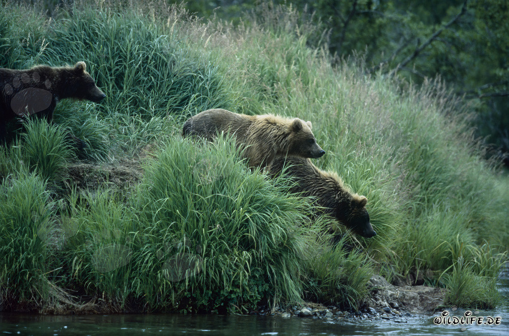 Braunbären am idyllischen Flussufer in Alaska